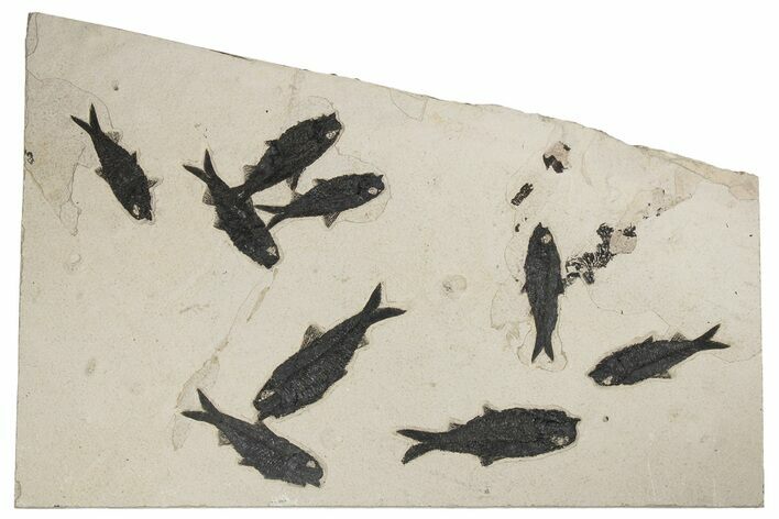 22.5" Fossil Fish (Knightia) Mortality Plate - Wyoming
